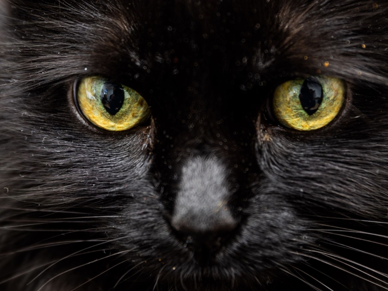 Schwarze Katze in Sicht? An einem Freitag, dem 13., verheißt das für abergläubische Menschen nichts Gutes. - (c)Christoph Soeder/dpa/dpa-tmn